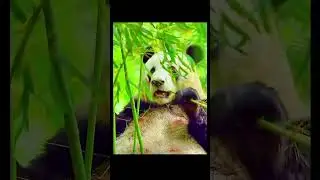 Странная правда о пандах #шорты