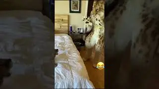 #husky #foryou #doglover #dogs #dogs #doglife #chewy #korgi #cat#shorts