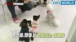 Time for Ailee's dogs to do some tricks! [Hyena On the Keyboard/ 2018.03.21]