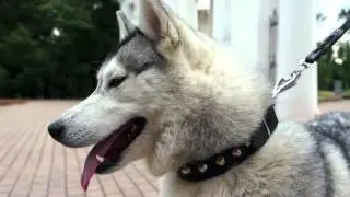 Extraordinary Leather Siberian Husky Collar with Silver-Like Studs