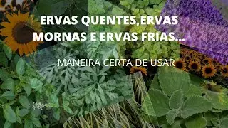 ERVAS QUENTES,ERVAS MORNAS E ERVAS FRIAS-Maneira CERTA de usar!!!