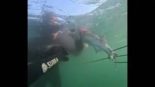 Chasse sous marine, bars au Cap Gris Nez dans le Nord Pas De Calais, c&ocirc;te d&rsquo;Opale.