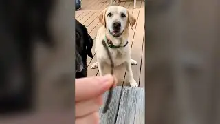 Dogs Carrying a Small Stick - Funny Dog Videos 🐾