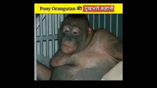 Pony Orangutan🦧😭जिसे वेश्या बनाकर लोग पैसा कमाते थे - aviswasniya world #shorts