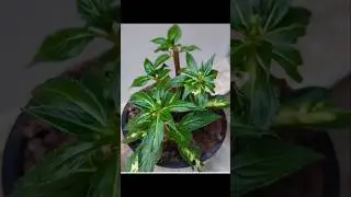 How to grow Chinese balsam bushy? #garden #plants #passion #homegarden #relaxing #satisfying #yt