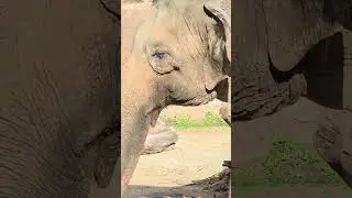 Dancing Elephant!!!  Having Fun at Busch Gardens | 2025 #buschgardens #elephant #elephants