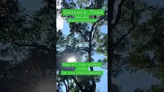 Century Tree In Canlaon City Travel Philippines Negros Oriental Philippines Oldest Tree.