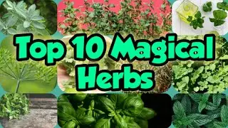 TOP 10 MAGICAL HERBS | MEDICINAL HERBS
