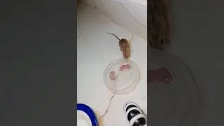 Rat Mother ll Rat child ll #reels #viral #shorts #animals #rat #mouse #shortfeed