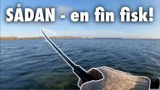 STO SeaTrout Open 🎣 &AElig;r&oslash;, Mega fin fisk 🐟 Hav&oslash;rredfiskeri