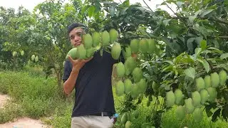 Mangoes farm in Cambodia || How to grow mangoes farm