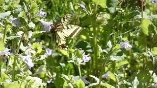 Common Yellow Swallowtail Butterfly Visits Alehoof Flowers for Nectar
