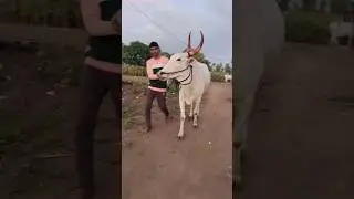 khillar cow#cattleworld #trendingshorts #farming