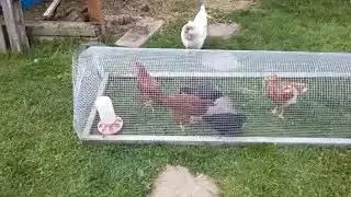 Our Chickens/Garden