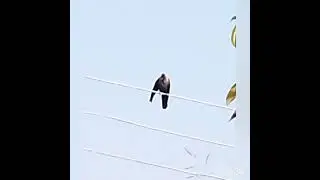 House Crow #shorts #birds