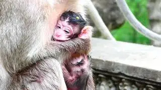 congratulation Mother Monkey Sara just give born a new baby today