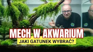 Мох в аквариуме без секретов – самые распространенные ошибки при выращивании аквариумного мха