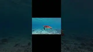 Want to See a Turtle's Hidden World? Watch This Now