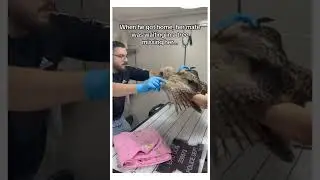 This owl needed help 🥹❤️ #wholesome #animals #owl