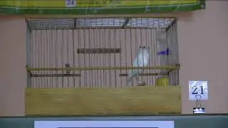 VІІІ-й чемпионат канареек овсяночного напева 