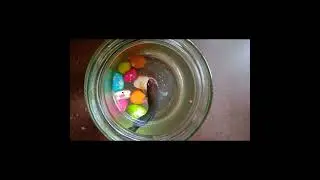 Betta fish eating live food mosquito