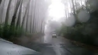 4K Drive | Eucalyptus Forest - Wilson Plantations | OOTY - GUDALUR