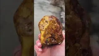 That yellow agate pattern ✨😍 #humboldtcounty #jasper #rockhounding #agate #rockhunting #humboldt