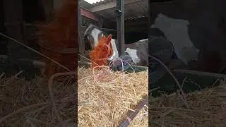 Onderonsje... #horse #connect