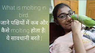 What is molting in bird? Why and how birds molt? ये सावधानी बरतें |