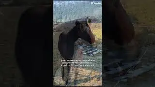 ces poneys ❤️🔥