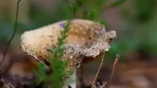 Pentax K-3 video test