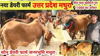 Sonu dairy farm | सोनू डेयरी फार्म उत्तर प्रदेश मथुरा | gir sahiwal cross breed | #cowdairyfarm 