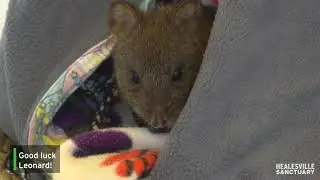 Leonard Longfoot the lucky potoroo
