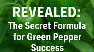 The Secret Steps to Successful Green Pepper Farming &mdash; From Seed to Sale!