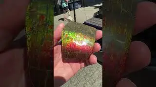 Ammonite vs ammolite why?!