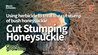 Gardenbite: Обработка пней гербицидом для борьбы с кустовой жимолостью | #GoodGrowing