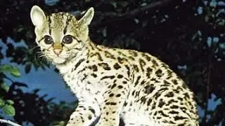 “Margay: The Mysterious Acrobat of the Rainforest”#Margay #Wildlife#Rainforest#Conservation#wildlife