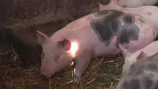2019.12.31. - Mi a jövedelmezőbb?