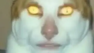 10h and 1 second of monday left me broken cat meme