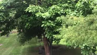 The sight and sounds of rain.. Nature therapy...