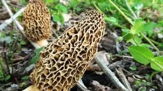 Morel Mushroom Hunting - How to Find Morels under Slippery Elm Trees 2013