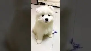狗宝宝好可爱 #shorts #9974