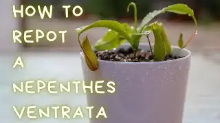 How To Repot A Nepenthes Ventrata Pitcher Plant - Repotting, Soil Type & Pot For Nepenthes Ventrata