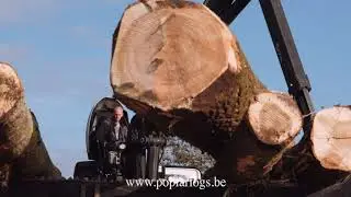 Poplar Logs Harvesting