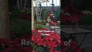 Red Flower of Canada #nature #flowers #edmonton #garden #green #canada #love#lovesong