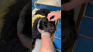 Doggy Daily Episode 513: Ozzie the Eurasier 🐾 #doggrooming #grooming #cutedog #eurasier #trend