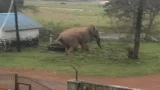 Wild Tusker Found in Agumbe Still from lost 10 Years