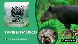 Protegiendo al Tapir Mexicano (Tapirus bairdii): Un Encuentro Inesperado ✨