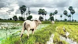 Rainy Season In Cambodia | Countryside Life Style | Countryside View