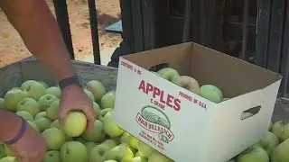 Apple Hill Opens This Weekend